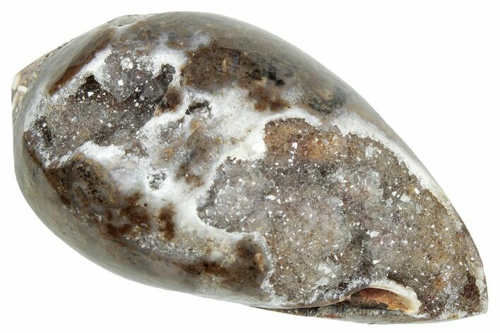 Chalcedony Replaced Gastropod With Sparkly Quartz - India #320823